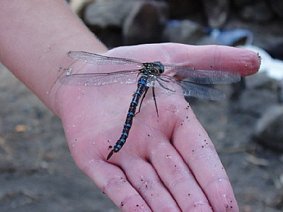 Girl Meets Dragonfly