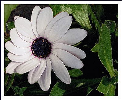 daisy in white.....