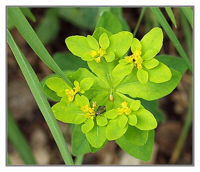 Euphorbia