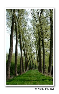 Huge tree path in spring