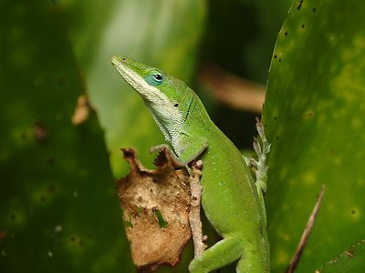 Green Anole Lizard