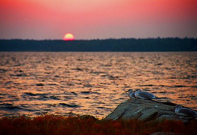 Gulls at Sunset