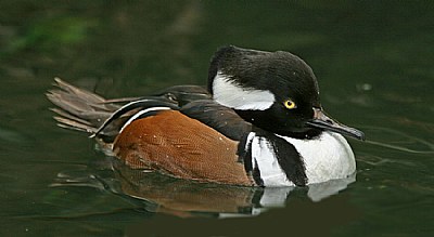 Hooded Merganser