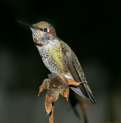 Male Hummingbird