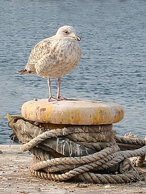 Harbour Gull