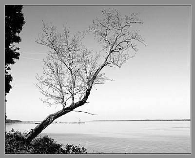Tree reaching the Water