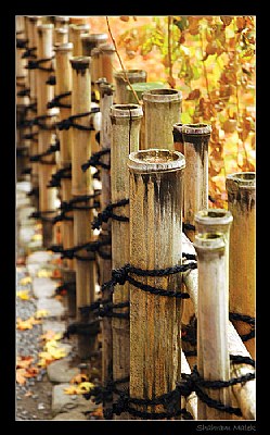 Bamboo Fence...