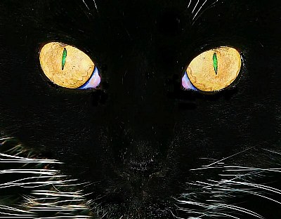 Cats Eyes