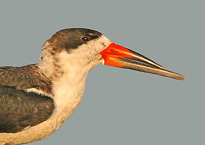 Black Skimmer