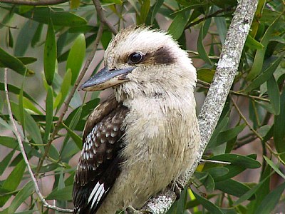 Australian's National Bird Kookaburra