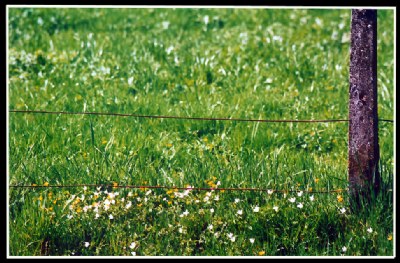 Wild behind the fence