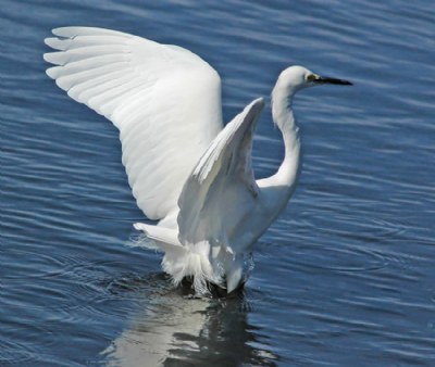 Majestic Egret
