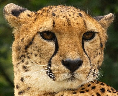 Cheetah