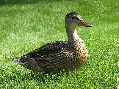 Duck