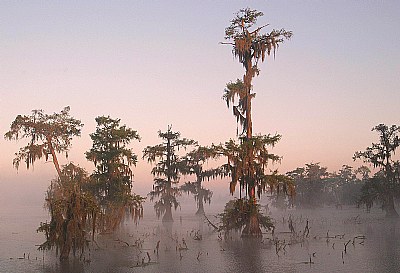 Mysterious Swamp