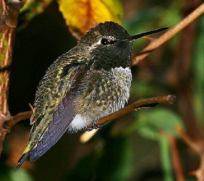 Male Hummingbird