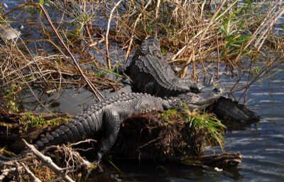 Alligators in the Everglages