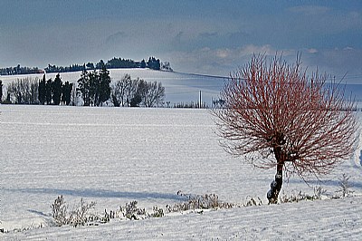 salci innevati #1