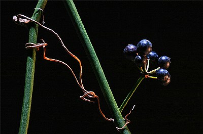 greenbriar with blue berries II