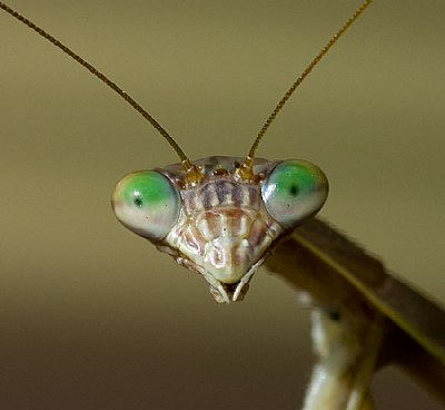 Portrait of The Mantis