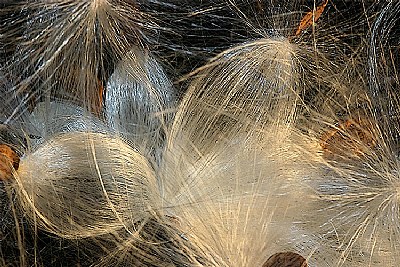 milkweed bubbles