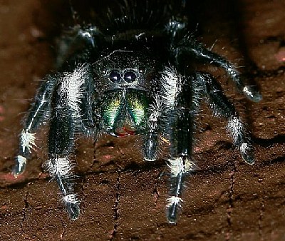 "Blackie" Jumping Spider
