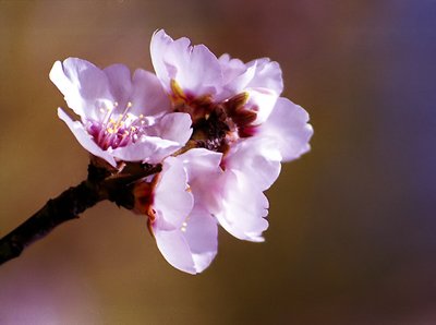 Apricot Florets