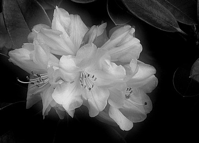 Rhododendron Blossoms