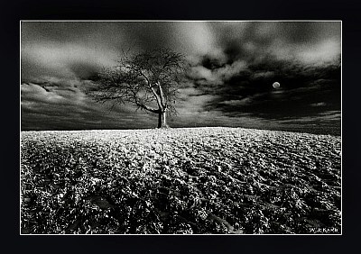 Tree and moon 