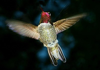 Male Hummingbird