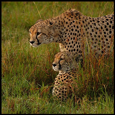 Morning on the Mara III