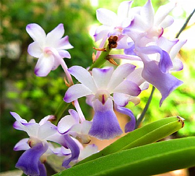 Orquídea