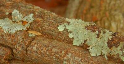 Tree Bark with Lichen
