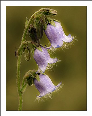 Alpine flowers -1-