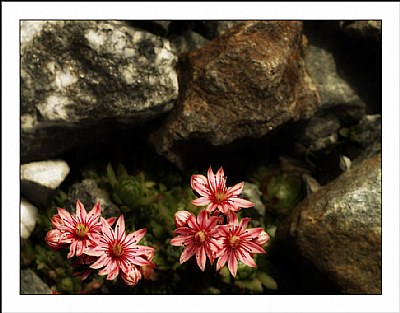 Alpine flowers - 3-