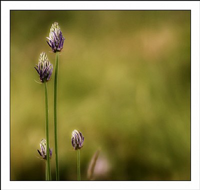 Alpine flowers -4-