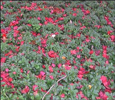 Red and Green 3 