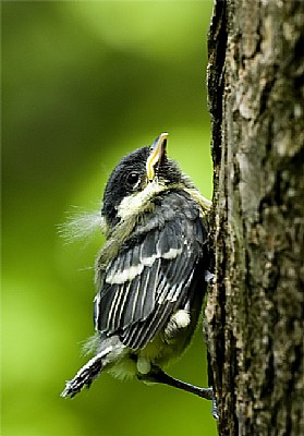 Little bird