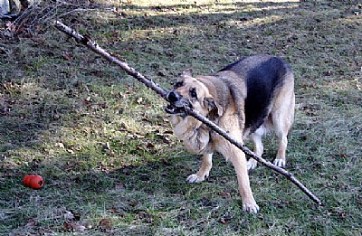 ...and carry a big stick!