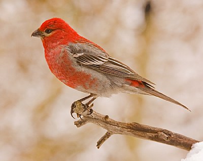 Male Pine Grosbeak