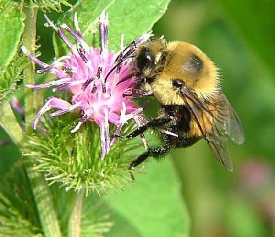 Busy Bee