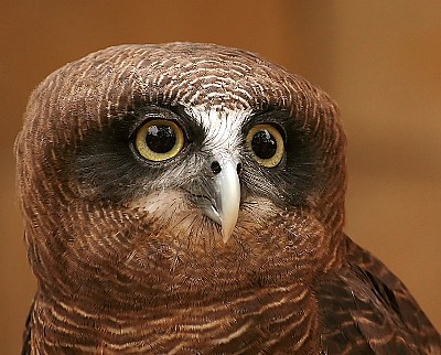 Rufous Owl