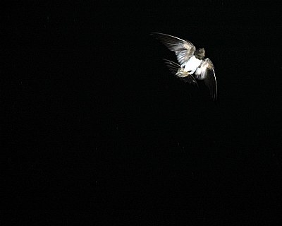 nocturnal flight