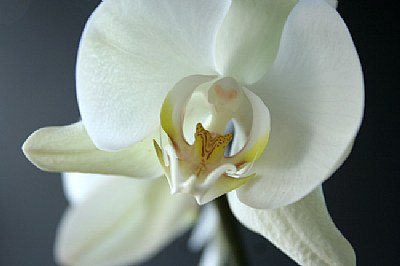 Orquídea II