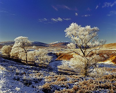 Hoar Frost