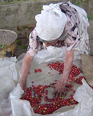 Coffea Arabica