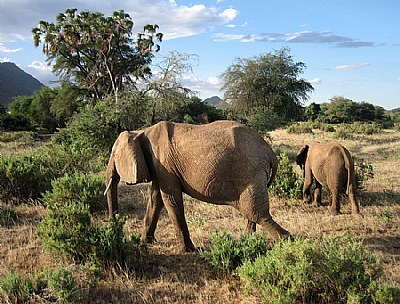 Elephant Graze