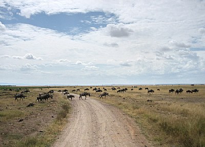 Crossing of the Herd