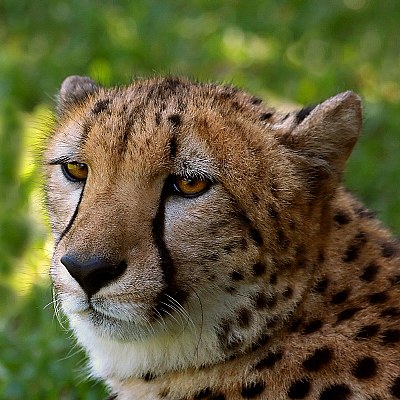 Cheetah