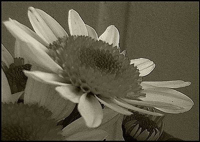 daisy blurry....